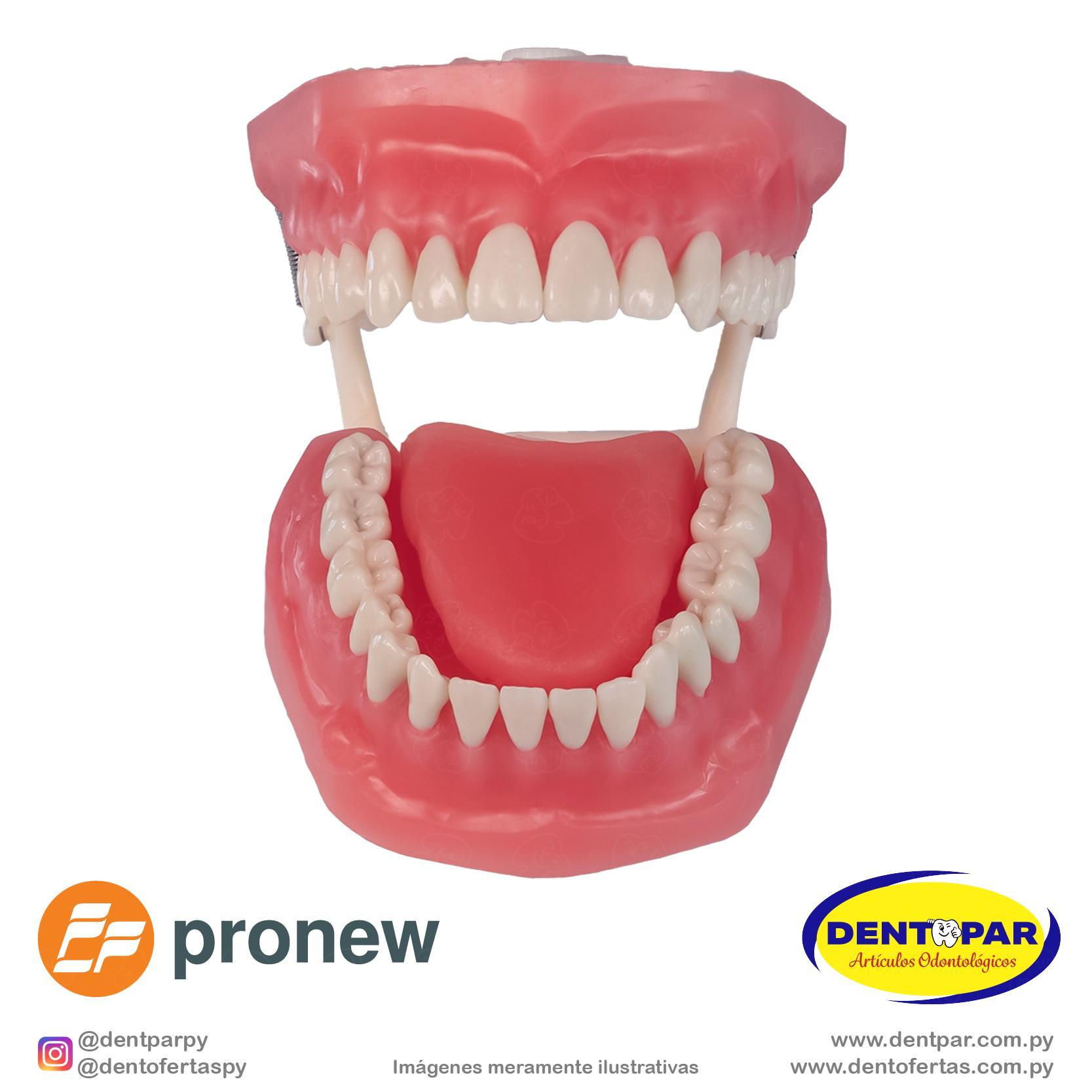 Imagen del producto Maniquí Macromodelo con Lengua