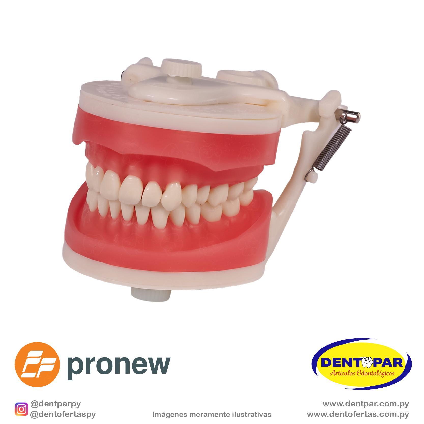 Imagen del producto Maniquí de Dentística