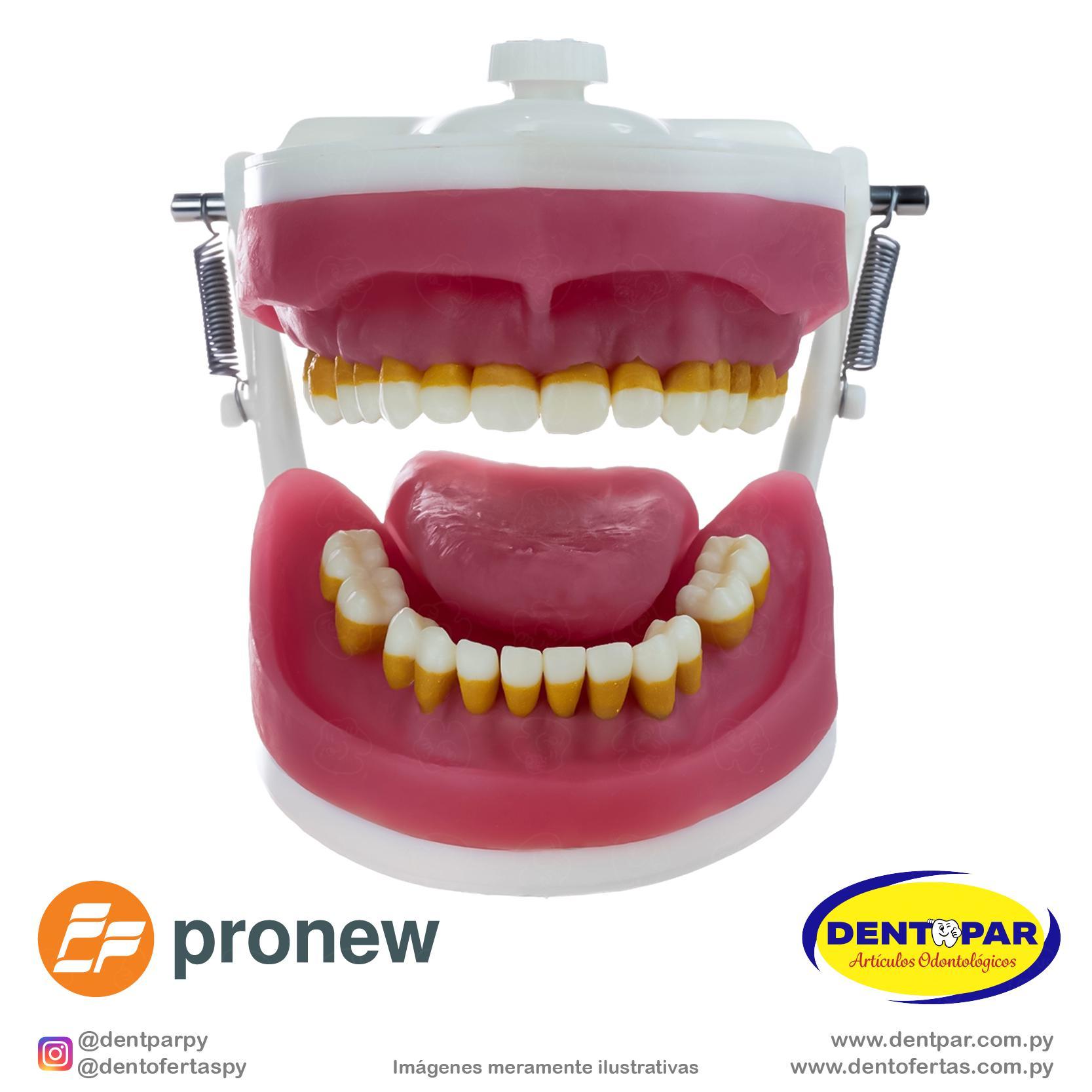 Imagen del producto Maniquí de Cirugía p/ Dientes de Perio